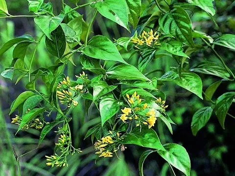 Bắc Kạn: 1 người tử vong, 4 người ngộ độc nặng do ăn nhầm lá ngón