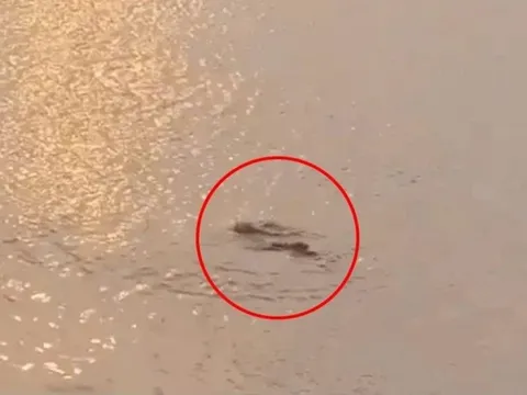 Thực hư thông tin 'cá sấu xuất hiện ở Hồ Tây'