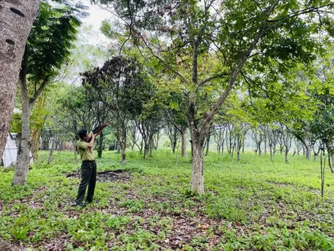 Khỉ cắn 3 người bị thương ở TP. HCM