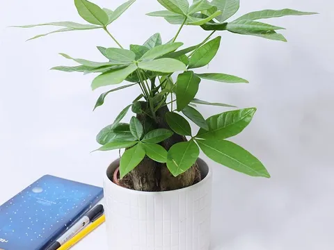 Cần lưu ý gì khi chọn cây cảnh để bàn làm việc?