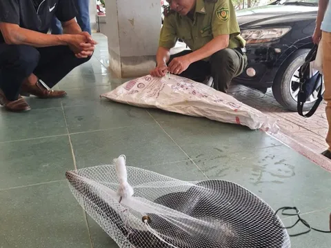 Hà Tĩnh: Phát hiện rắn hổ mang chúa dài hơn 3m bò vào trường học