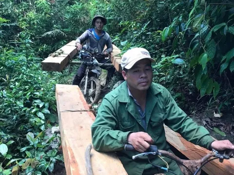 Khởi tố 2 đối tượng từ Đắk Lắk sang Gia Lai khai thác gỗ trái phép