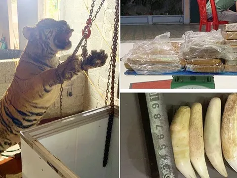 Bắt quả tang cặp vợ chồng mua hổ để nấu cao ở Thanh Hoá