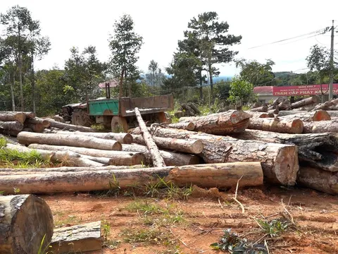 Lâm Đồng: Khởi tố hàng loạt cán bộ 'tiếp tay' cho lâm tặc phá rừng
