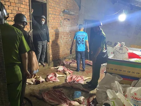 Đắk Nông: Phát hiện gần 1 tấn thịt heo chết bốc mùi hôi thối