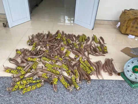 Cao Bằng: Tạm giữ hơn 200 sừng động vật không rõ nguồn gốc