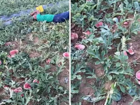 Tạm giữ 5 đối tượng phá nát ruộng dưa hấu của cụ ông ở Nghệ An