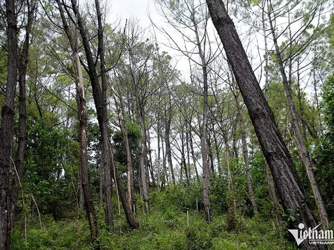 Điều tra vụ hàng trăm cây thông bị khoan lỗ, đổ hóa chất đầu độc