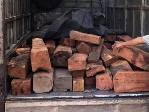 Quảng Trị: Phát hiện tài xế chở 1,5 tấn gỗ hương lậu