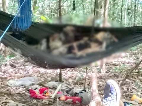 Phát hiện 2 thi thể đã phân huỷ nằm trên võng trong rừng