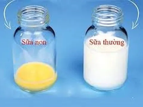 Sữa non Colustrum Canxi Nano Curcumin Nấm Lim Xanh: Giải pháp tăng cường sức đề kháng, nâng cao khả năng miễn dịch