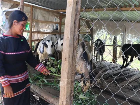 Ban hành Nghị định quy định chức năng, nhiệm vụ, quyền hạn và cơ cấu tổ chức của Ủy ban Dân tộc