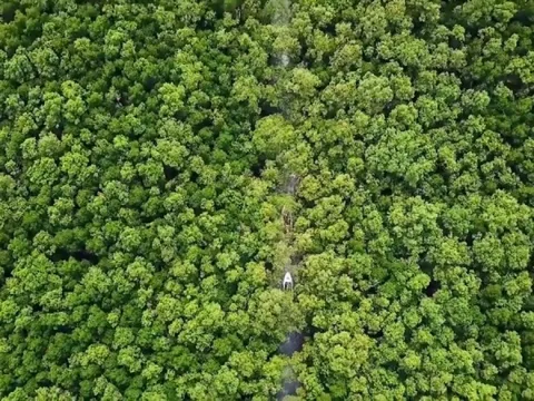 Bắt tạm giam nguyên Giám đốc Vườn Quốc gia Mũi Cà Mau tham ô tài sản