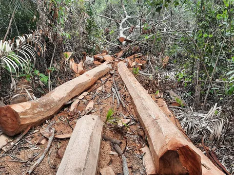 Vì sao nguyên Hạt phó Hạt Kiểm lâm huyện Lạc Sơn bị khởi tố?