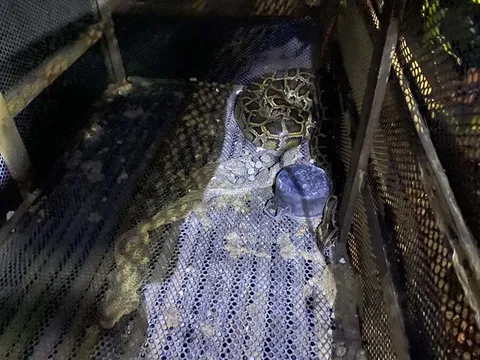 Bình Phước: Vào chuồng bắt trăn, người đàn ông bị siết cổ tử vong