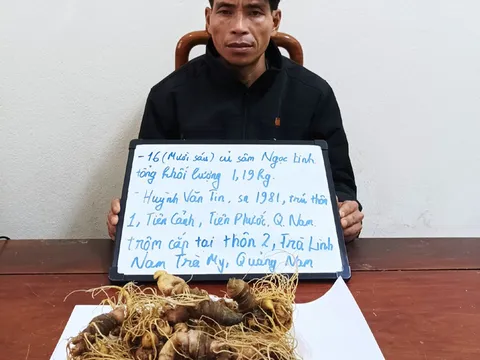 Bắt đối tượng trộm 16 củ sâm Ngọc Linh  trị giá hơn 170 triệu đồng