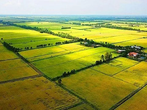 Quy định mới về sử dụng kinh phí hỗ trợ bảo vệ, phát triển đất trồng lúa