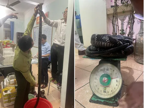 Khởi tố nam thanh niên bán bình rượu rắn hổ chúa ở Hải Phòng