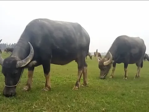 Bắt tạm giam đối tượng từ Cần Thơ lên Long An trộm 7 con trâu