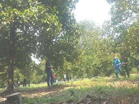 TP.HCM: Người phụ nữ bị sát hại trong vườn trái cây ở Củ Chi