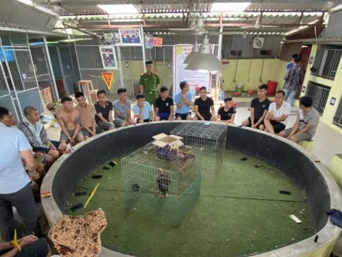 Triệt phá sới đá gà thu giữ nhiều tang vật có liên quan