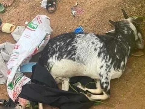 Vụ 'bắn nhầm' dê của người dân: 3 cựu cán bộ Công an có thể bị xử lý như thế nào?