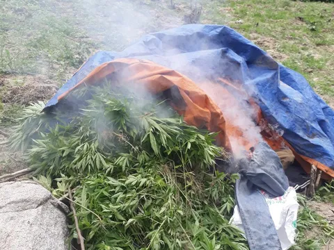 Bình Thuận: Bắt 3 đối tượng trồng 900 cây cần sa trên Núi Bể