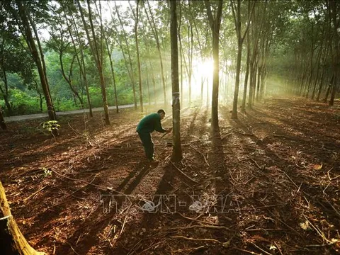Quy định việc lập phương án sử dụng đất đối với công ty nông, lâm nghiệp