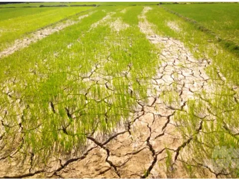 Thủ tướng Chính phủ yêu cầu ứng phó với nguy cơ hạn hán, thiếu nước, xâm nhập mặn