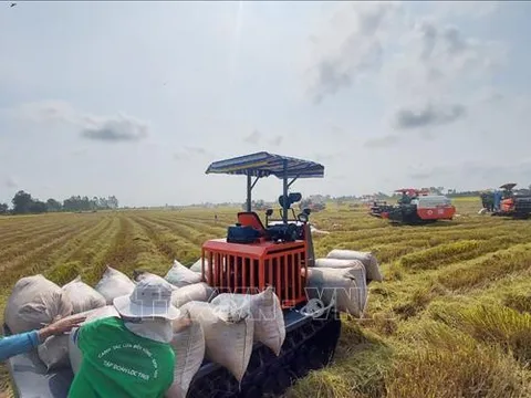 Thủ tướng chỉ thị đẩy mạnh sản xuất, kinh doanh, xuất khẩu lúa, gạo bền vững