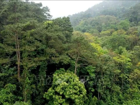 Tăng cường công tác quản lý, bảo vệ và phát triển rừng