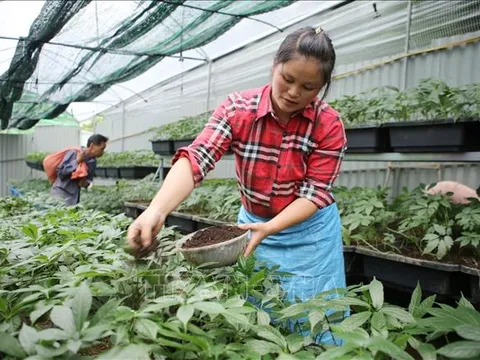 Tháo gỡ khó khăn cho hoạt động xuất khẩu dược liệu