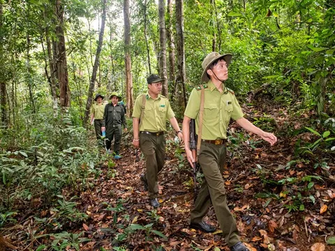 Đề xuất sửa đổi quy định về Kiểm lâm và Lực lượng chuyên trách bảo vệ rừng