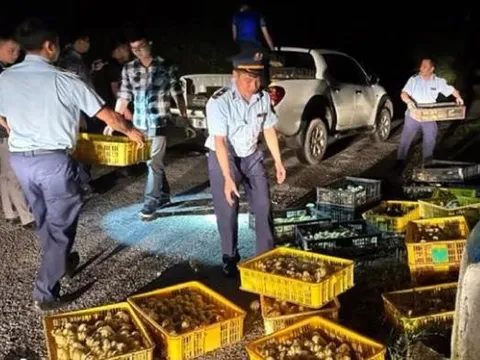 Xử lý nghiêm việc nhập lậu giống vật nuôi