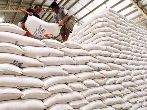 Đấu thầu mua gạo dự trữ quốc gia qua mạng, bảo đảm minh bạch, công bằng