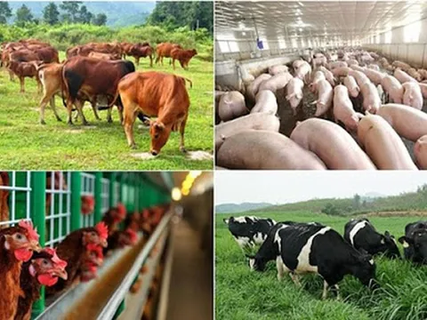 Nhiều chính sách hỗ trợ phát triển chăn nuôi