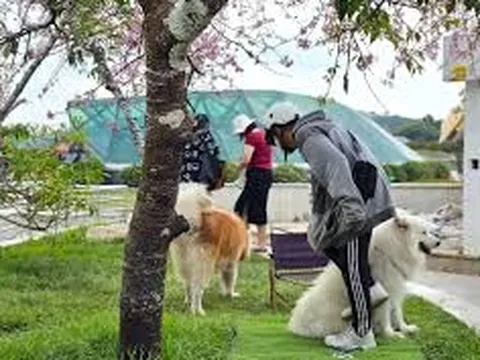 Hành vi ngược đãi chó mèo bị phạt như thế nào?