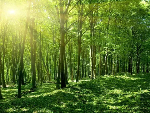 Đề xuất mới về sử dụng kinh phí thực hiện Chương trình Phát triển lâm nghiệp bền vững