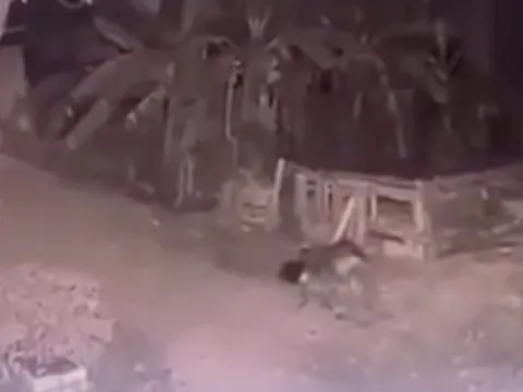 Điều tra vụ bé gái 5 tuổi bị chó xổng chuồng cắn tử vong ở Vĩnh Phúc