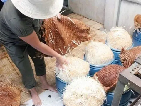 Khởi tố các đối tượng dùng chất cấm để làm giá đỗ