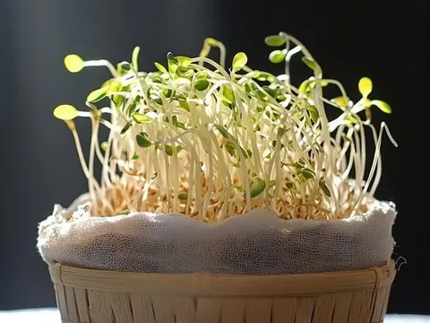 Thực phẩm sạch thực phẩm bẩn