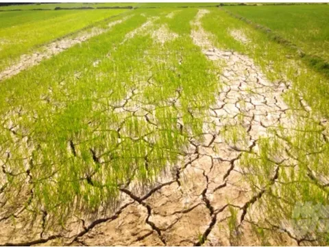 Hỗ trợ sản xuất nông nghiệp bị thiệt hại do thiên tai, dịch hại thực vật