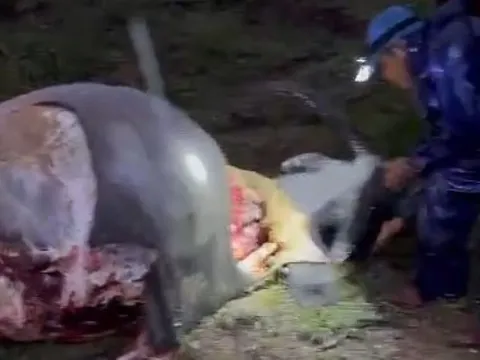 Điều tra vụ 6 con trâu nghi bị giết thịt trộm ngày 29 Tết