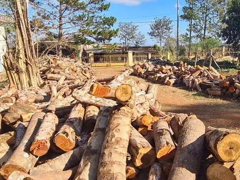 Phát hiện vụ phá rừng quy mô lớn ở Đắk Nông