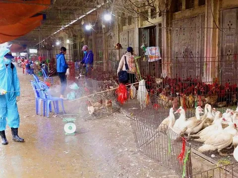 Công điện của Thủ tướng Chính phủ về việc triển khai đồng bộ, quyết liệt, có hiệu quả các giải pháp phòng, chống dịch bệnh gia súc, gia cầm