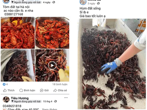 Cảnh giác với hành vi lôi kéo kinh doanh, buôn bán 'Tôm hùm đất' trên mạng