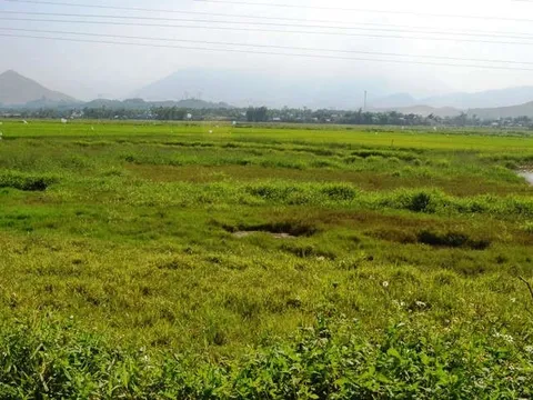 Đất bỏ hoang trong thời gian bao lâu sẽ bị mất quyền sử dụng đất?