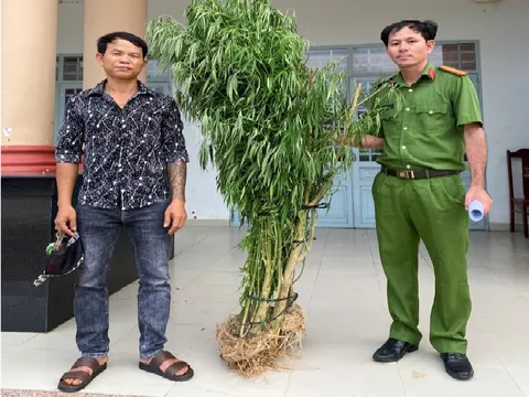 Phát hiện đối tượng trồng trái phép cây cần sa ở Đồng Nai
