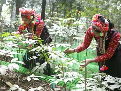 Quy định mới về nuôi, trồng, thu hoạch cây dược liệu trong rừng