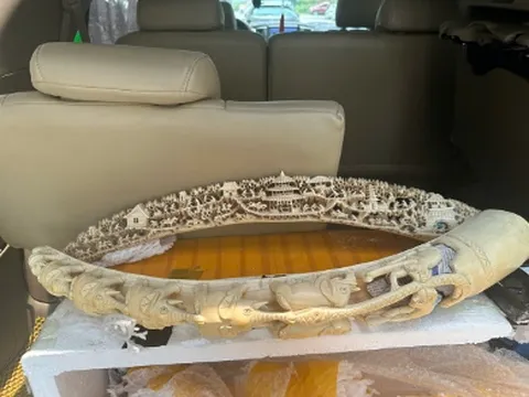 Bắt giữ đối tượng mua bán ngà voi trái phép ở Hà Nội